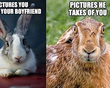 Image result for Our Rabbit Meme