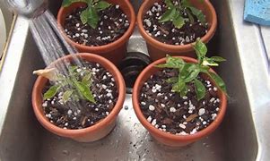 Image result for Growing Grapefruit Trees From Seeds