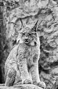 Image result for Lynx Cat Domestic