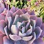 Image result for Common Succulents