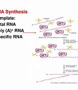 Image result for RNA to cDNA