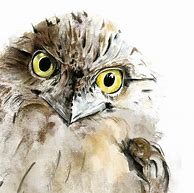 Image result for Tawny Frogmouth Drawing