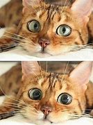 Image result for large eyed cats memes origins