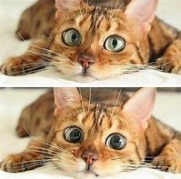 Image result for big eyes cats memes templates