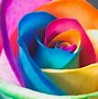 Image result for Neon Rainbow Roses