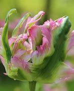 Image result for Tulipa Green Wave