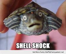 Image result for Shocked Tortois Meme