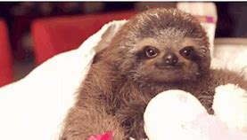 Image result for Sad Sloth Meme