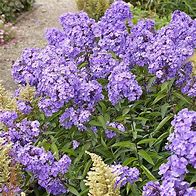 Image result for Phlox Blue Paradise (Paniculata-Group)