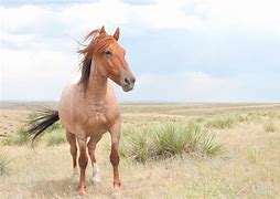 Image result for Spanish Mustang