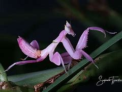 Image result for Hymenopus