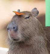 Image result for Capybara with a Apple Vision Pro