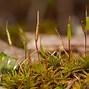 Image result for Tall Moss Short Moss
