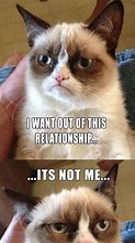 Image result for Angry Cat Quotes