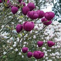 Image result for Magnolia Black Tulip