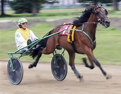 Image result for Harness Racing