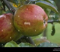 Image result for Old English Apple Varieties