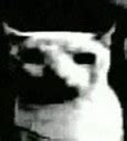Image result for Samurai Cat Meme