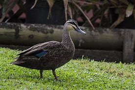 Image result for Gray Duck Breeds