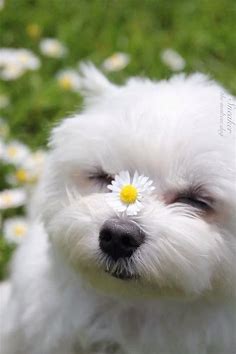 Sweet! | Cute dogs, Cute animals, Puppies