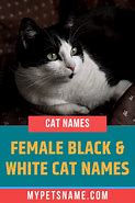 Image result for Baby Cat Black and White