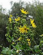 Image result for Silphium integrifolium JS Stand Up