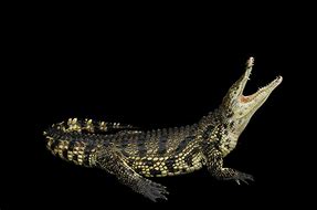 Image result for Rare Crocodile