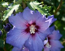 Image result for Hibiscus syriacus Azurri