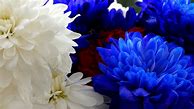 Image result for Red White and Blue Flower iPhone Wallpaper