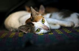 Image result for confused cats memes