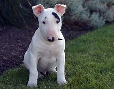 Image result for Bull Terrier Puppies