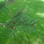 Image result for Pinus sylvestris