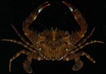 Image result for "charybdis Sagamiensis". Size: 151 x 106. Source: www.inaturalist.org