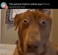 Image result for Dog Standing Holding Phone Meme