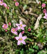 Image result for centaury