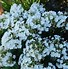 Image result for Phlox douglasii Boothmans Variety