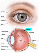 Image result for Human Eye Retina