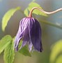 Image result for Clematis macropetala Maidwell Hall