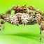 Image result for Black Jumping Spider Pet Big