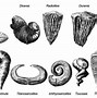 Image result for Prehistoric Clams