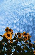 Image result for Sunflower Sky Wallpaper Background