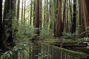 Image result for Redwood Forest Crescent City CA