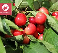 Image result for Prunus avium Buttners Späte Rote Knorpelkirsche