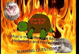 Image result for Difference Between Tenrec and Hedgehog