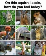 Image result for Funny Meme How Are You Feeling Today Chart