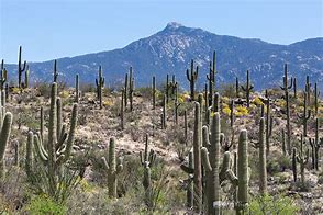 Image result for Segura Cactus Forest