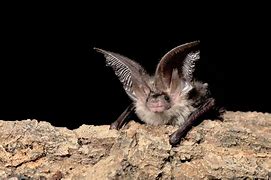 Image result for Brown Long-Eared Bat