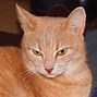 Image result for Pet Cat