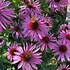 Image result for Echinacea purpurea Leuchtstern