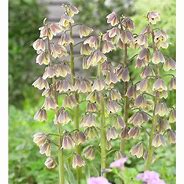 Image result for Fritillaria Early Dream